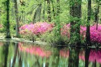 The handiwork of the Master includes trees and flowers.