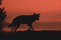 Silhouette of a wolf, illustrating the story of the boy who cried 